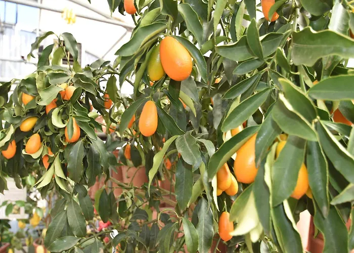 Village Apartment in Cannero Riviera hinterland with views Vakantiehuis Cannero Riviera